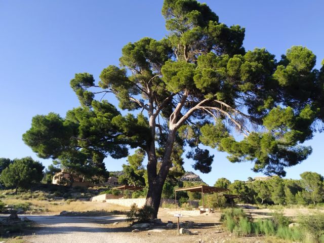 Conservación de siete árboles monumentales en Blanca, Caravaca de la Cruz, Cieza y Murcia